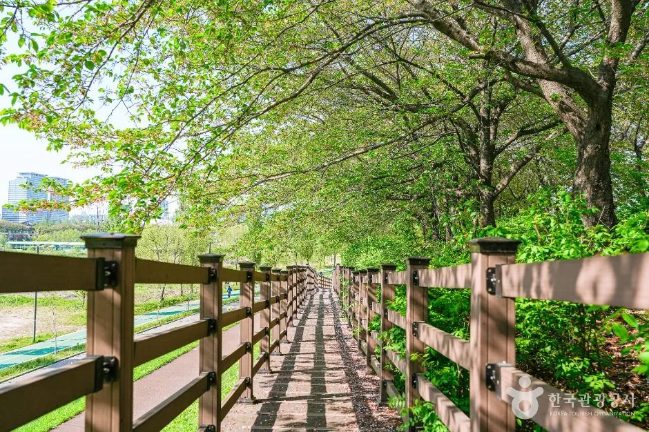 A wooden fence running along the riverside cherry path under a canopy of green leaves