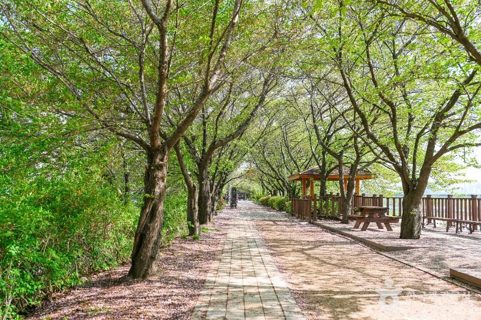 The same riverside path with the cherry trees fully in leaf and pale petals scattered across the paving