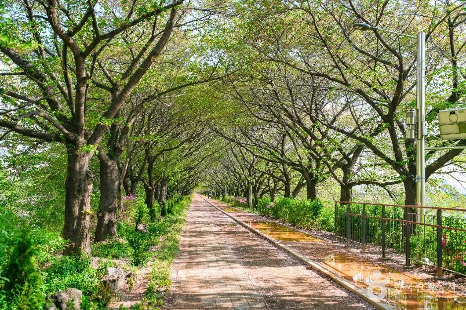 A tunnel of cherry trees in full leaf arching over a quiet road beside the river