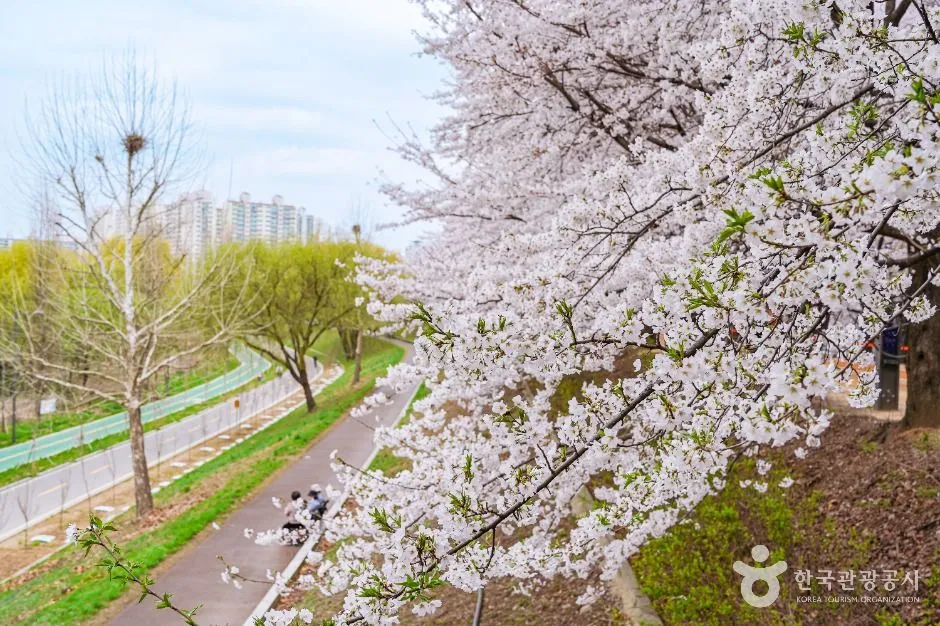 Cherry trees in full white bloom arching over a riverside path with apartment blocks behind