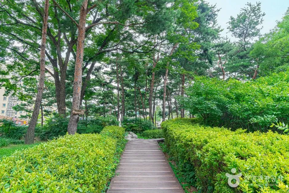 A wooden boardwalk path running between clipped hedges and tall trees in a city park