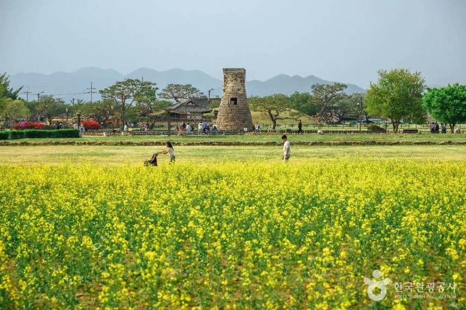 Cheomseongdae seen across a field of bright yellow rapeseed flowers under a blue sky