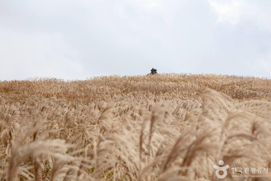 A field of silver grass on Jeju filling the frame, seed heads turned gold and bending in one direction