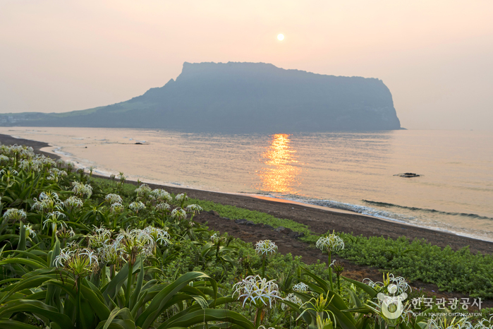 济州城山的海上日出，平顶的日出峰在金色水面上成为剪影，前景绿地里开着白色文珠兰