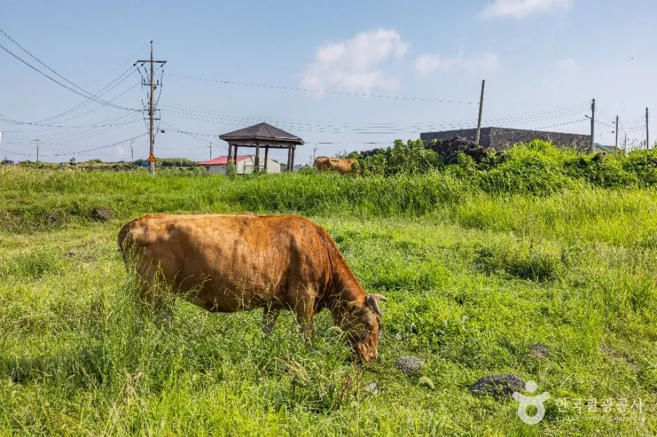 A brown cow grazing on rough green pasture on Udo island off Jeju, with a small pavilion and the sea behind