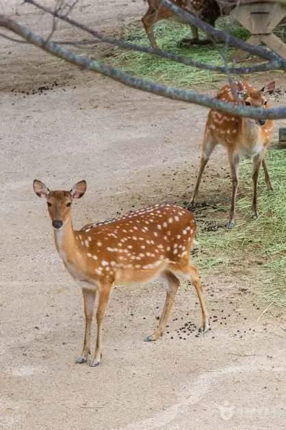 Two spotted sika deer standing close to the fence in the deer enclosure at Seoul Forest