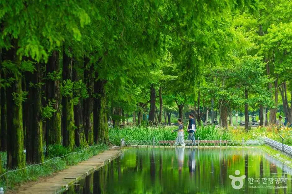 A metasequoia-lined walkway running beside a long rectangular reflecting pond in Seoul Forest, dense green on both sides